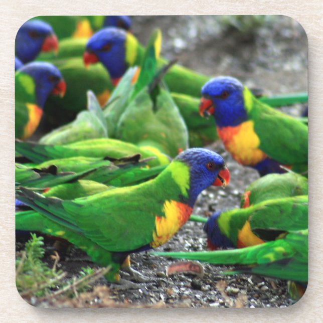 Australian Rainbow Lorikeets Coaster (Front)