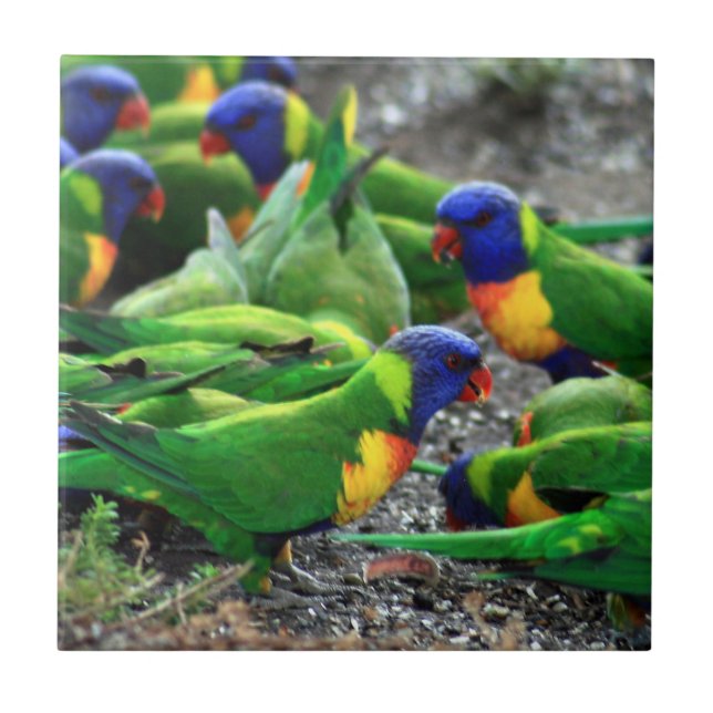 Australian Rainbow Lorikeets Tile (Front)