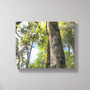 Australian Rainforest Eucalyptus Gum Trees Canvas Print