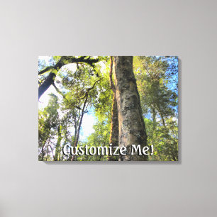 Australian Rainforest Eucalyptus Gum Trees Canvas Print