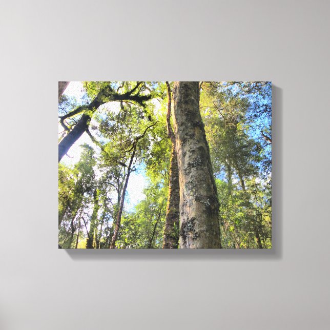 Australian Rainforest Eucalyptus Gum Trees Canvas Print (Front)