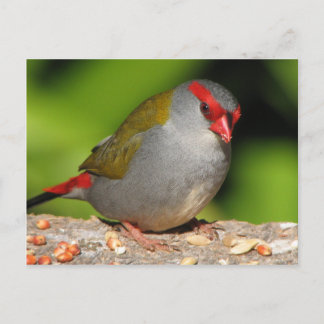 Australian Red-Browed Firetail Finch Postcard