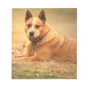 Australian Red Cattle Dog Notepad