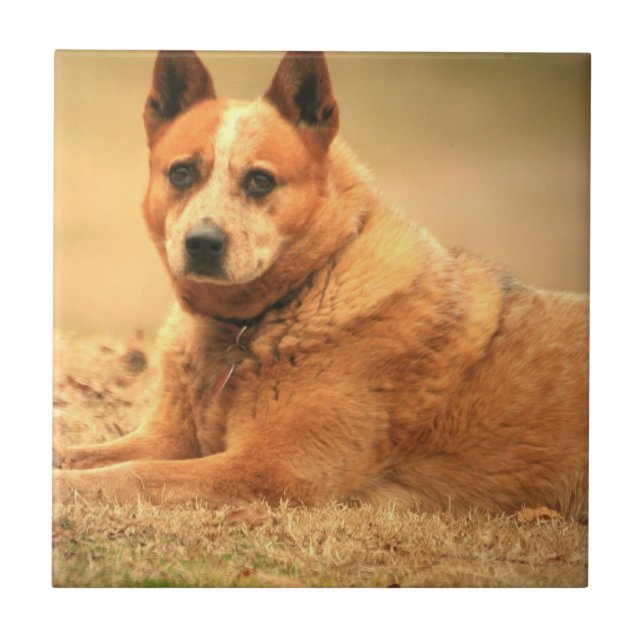 Australian Red Cattle Dog Tiles (Front)