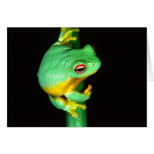 Australian Red Eye Treefrog, Litoria chloris, (Front Horizontal)