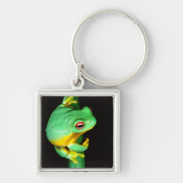 Australian Red Eye Treefrog, Litoria chloris, Keychain (Front)