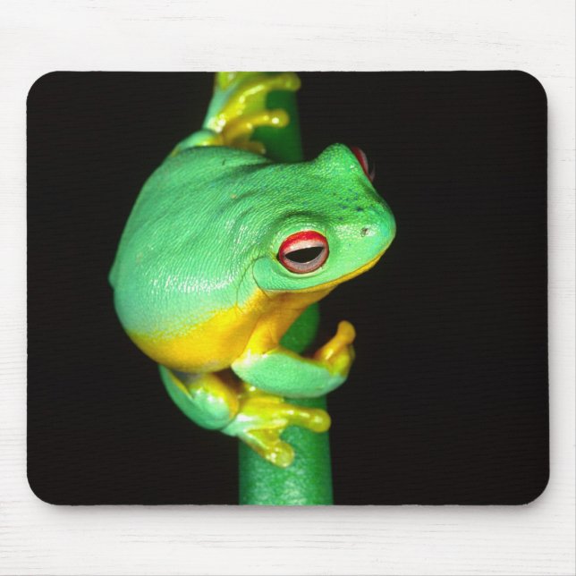 Australian Red Eye Treefrog, Litoria chloris, Mouse Pad (Front)