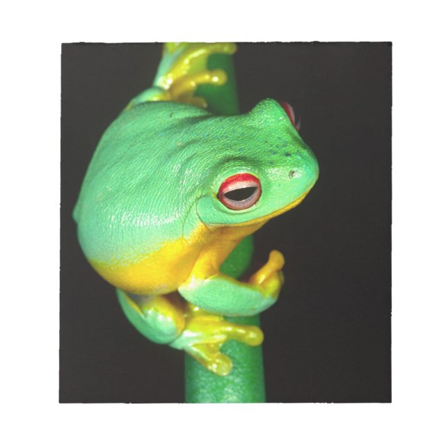 Australian Red Eye Treefrog, Litoria chloris, Notepad (Front)