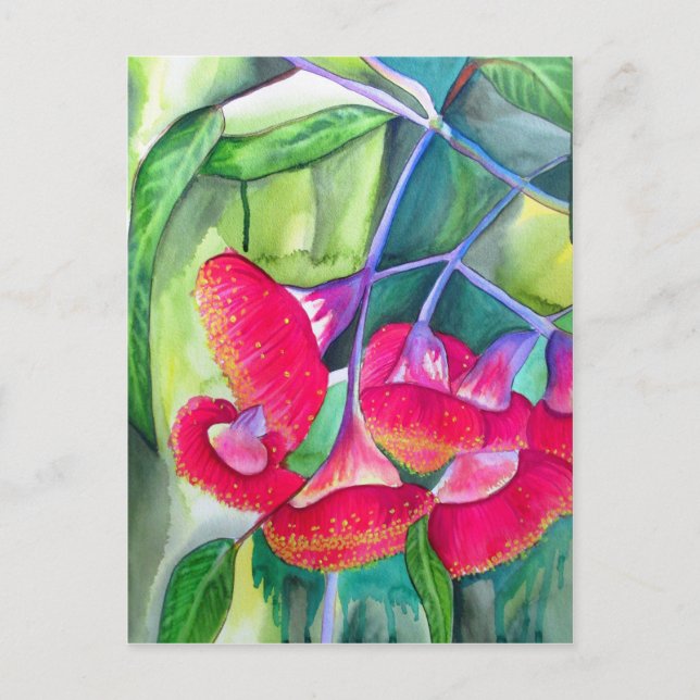 Australian red flowering gumnuts watercolor art postcard (Front)