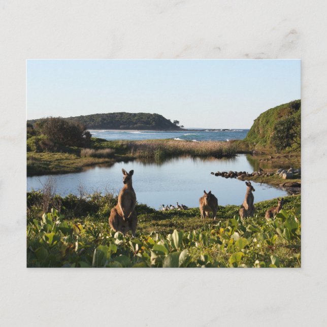 Australian Scene Postcard (Front)