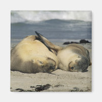 Australian Sea Lions, Neophoca cinerea),
