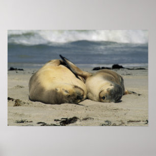 Australian Sea Lions, Neophoca cinerea), Poster