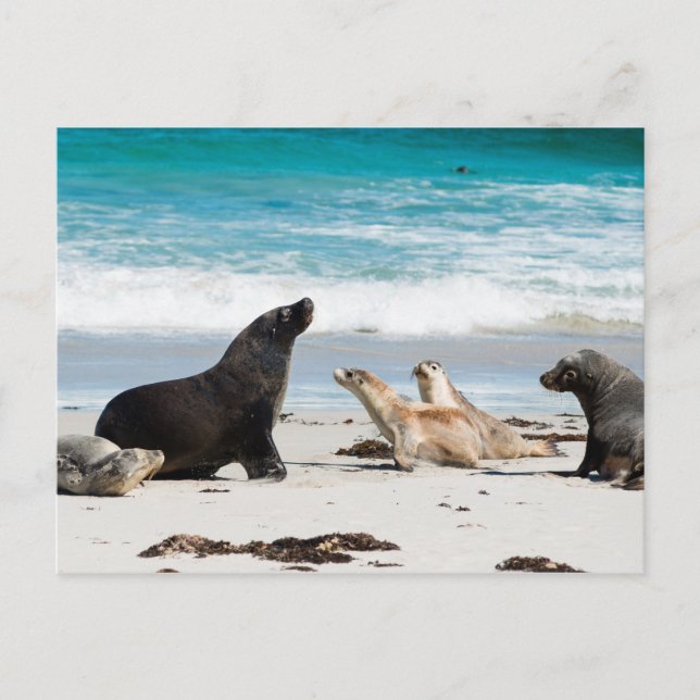 Australian Sea Lions on Seal bay Kangaroo Island Postcard (Front)