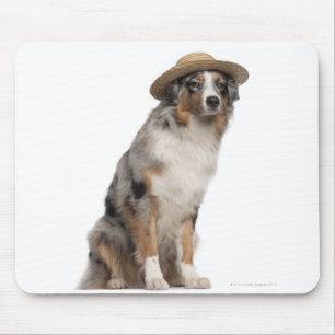 Australian Shepherd (10 months old) wearing a Mouse Pad