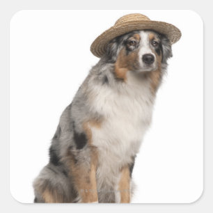 Australian Shepherd (10 months old) wearing a Square Sticker