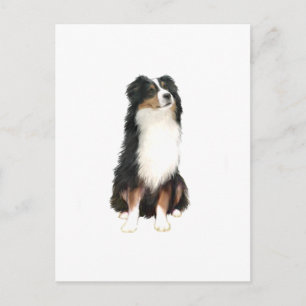AUSTRALIAN SHEPHERD (A) - Tri Colour Postcard