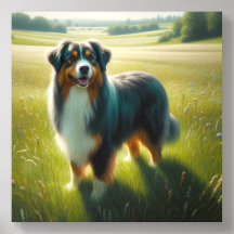 Australian Shepherd