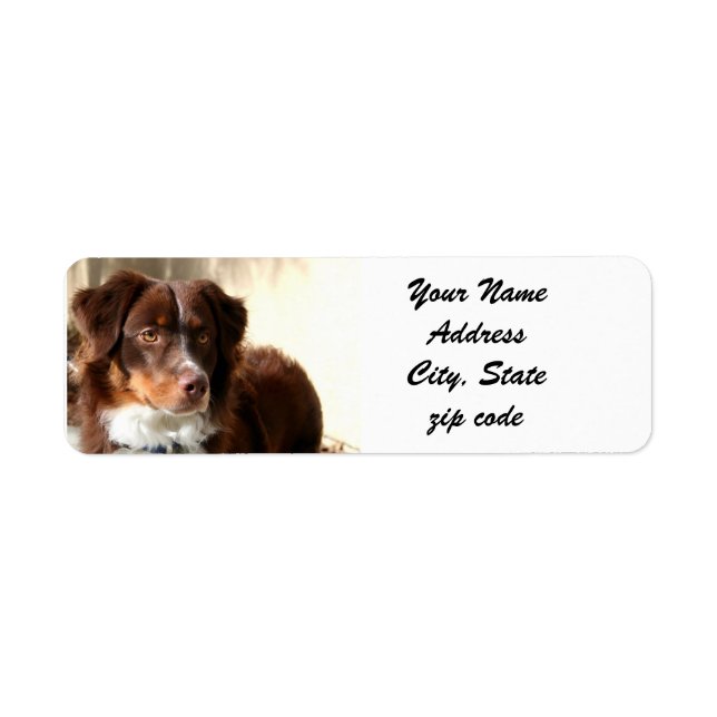 Australian Shepherd Address Labels (Front)
