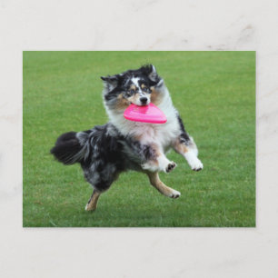 australian shepherd at frisbee postcard