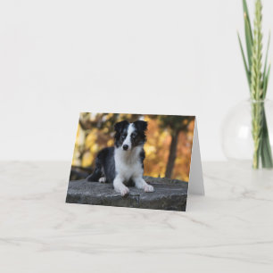 Australian Shepherd Aussie  Dog  Hello  Friendship Card