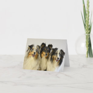 Australian Shepherd Aussie  Dog  Hello  Love Card