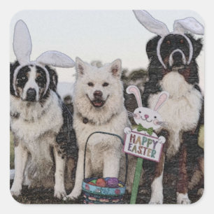 Australian shepherd, Aussie, Shepherd Square Sticker