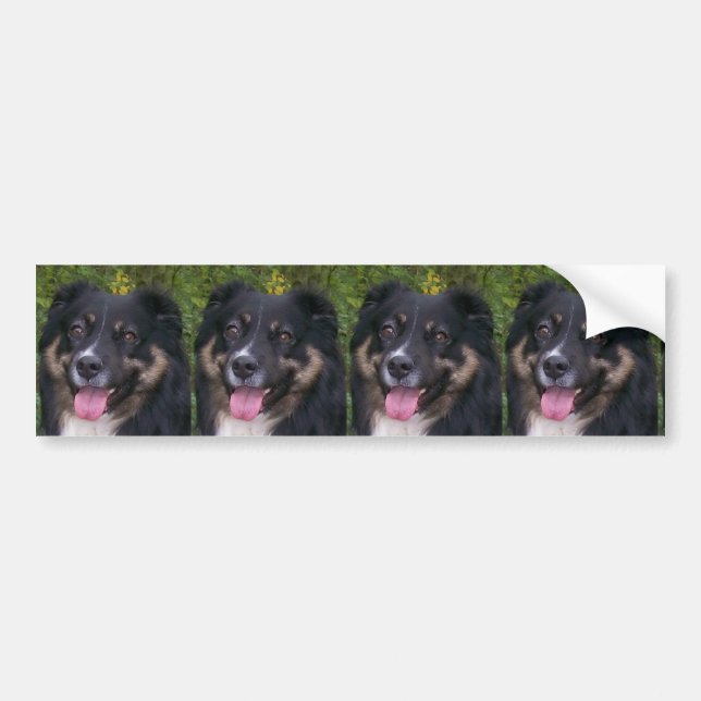 australian shepherd black tri bumper sticker (Front)