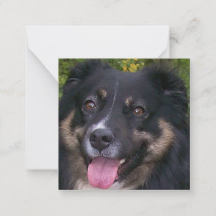 australian shepherd black tri card