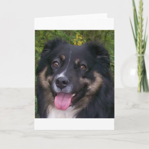 australian shepherd black tri card