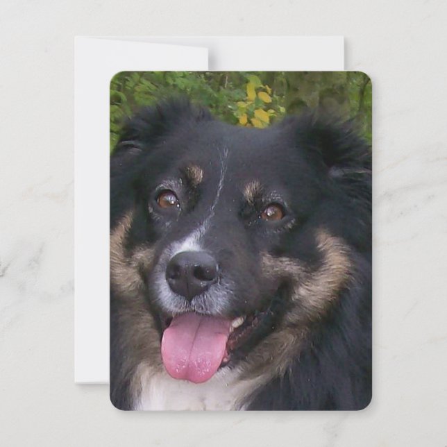 australian shepherd black tri holiday card (Front)