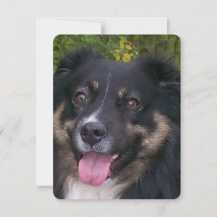 australian shepherd black tri holiday card