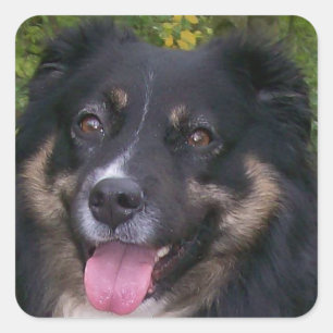 australian shepherd black tri square sticker