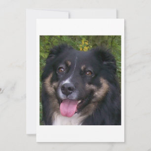 australian shepherd black tri thank you card