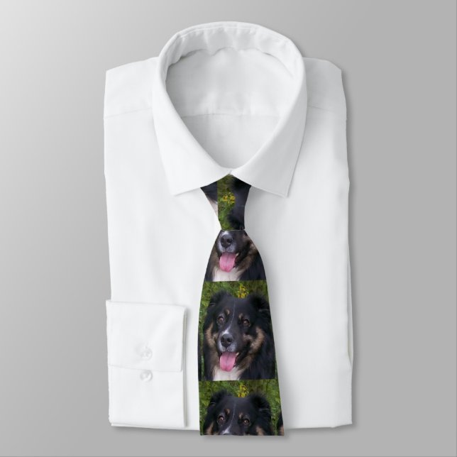 australian shepherd black tri tie (Tied)
