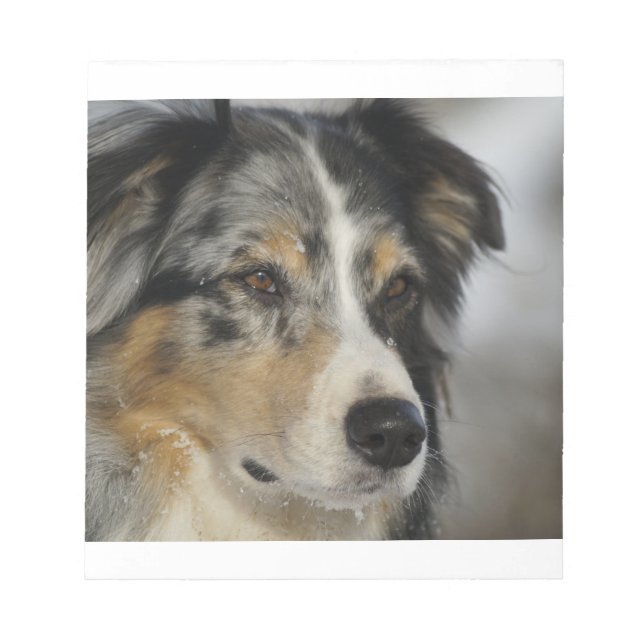 australian-shepherd-blue merle 2 notepad (Front)