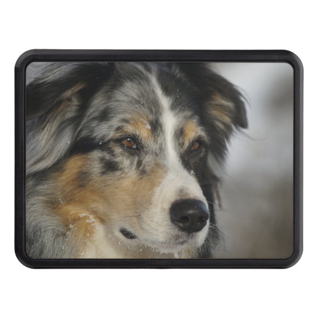 australian-shepherd-blue merle 2 trailer hitch cover (Front)