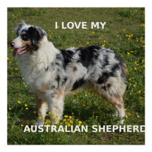 australian shepherd blue merle love w pic poster