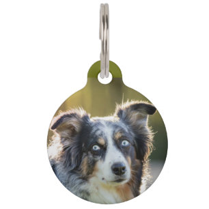 australian shepherd blue merle you did what pet tag