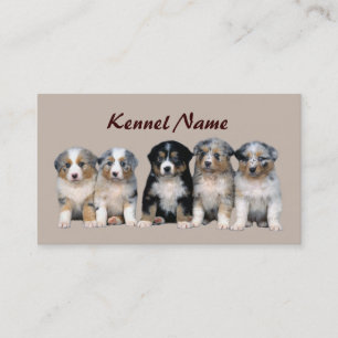 Australian Shepherd Breeder Business Card