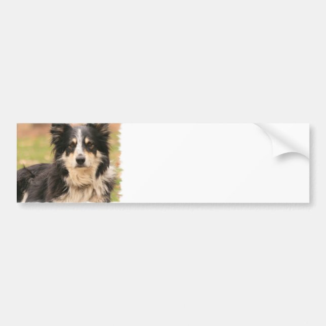 Australian Shepherd Bumper Sticker (Front)