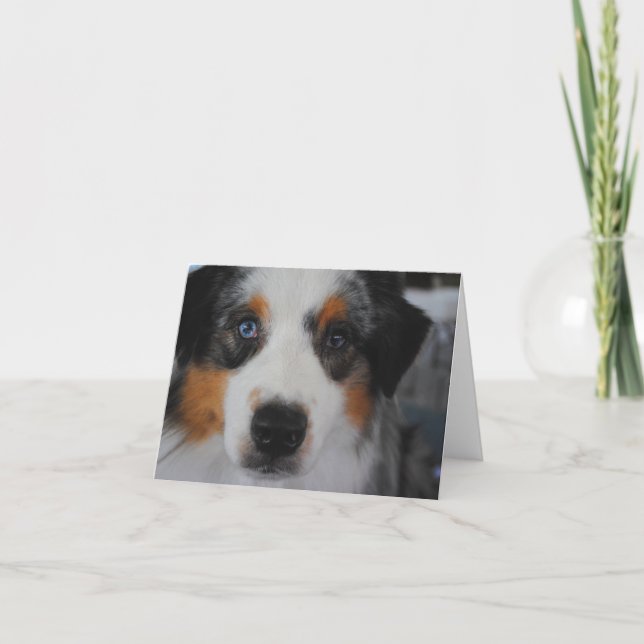 Australian Shepherd Card (Front)