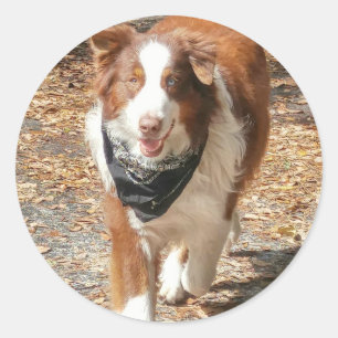Australian Shepherd Cattle Dog with Bandana  Classic Round Sticker