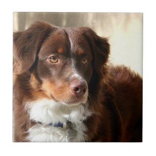 Australian Shepherd Ceramic Tile