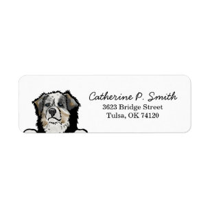 Australian Shepherd Dog Adresse de retour
