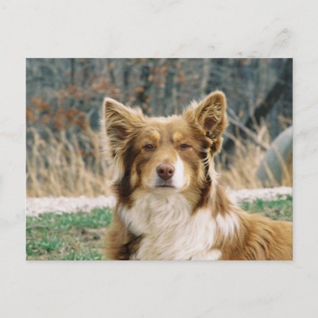 Australian Shepherd Dog Postcard (Front)