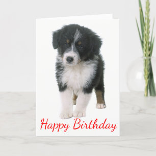 Australian Shepherd Happy Birthday Puppy Dog Card