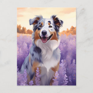Australian Shepherd in Lavender field Postcard