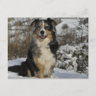australian shepherd in snow 2.png postcard