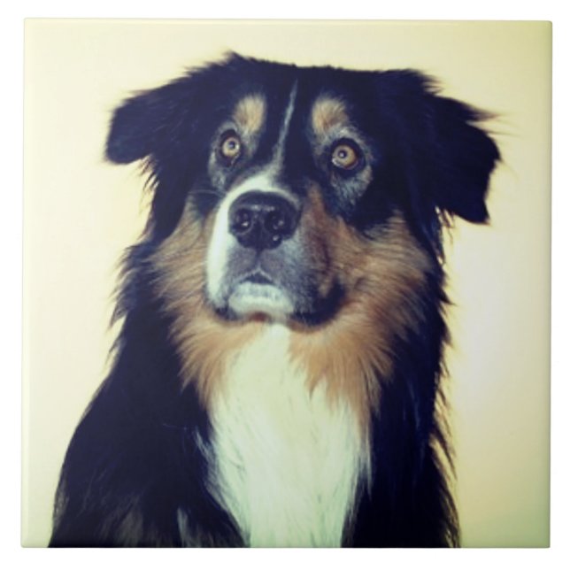 Australian Shepherd Love, Rescue Dog Best Friend Tile (Front)