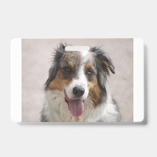 australian shepherd merle badge